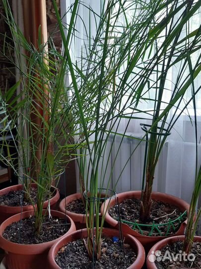 Финиковая пальма