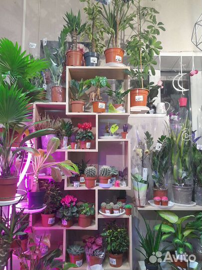 Большой ассортимент комнатных растений