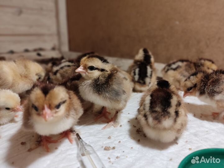 Бентамка ситцевая, Павловская белая.Яйцо и цыплята