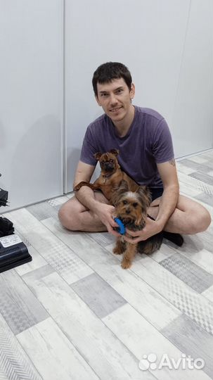 Передержка собак