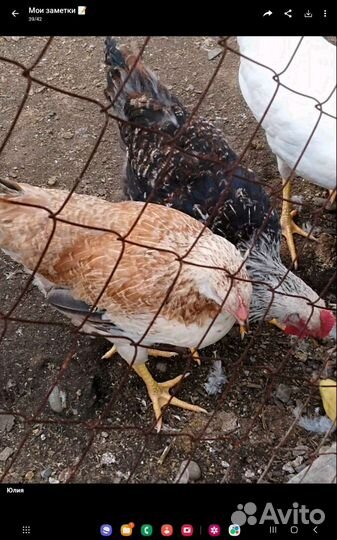 Семейки породистых кур