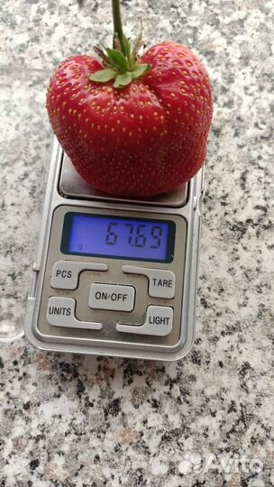 Рассада клубники Азия,Альба,Флоретта,Сенсация