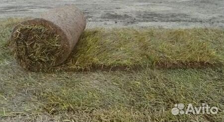 Рулонный газон