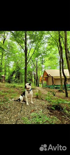 Американский стаффордширский терьер на вязку