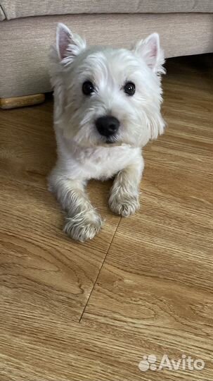 Передержка животных