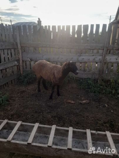 Баран племенной эльдибай