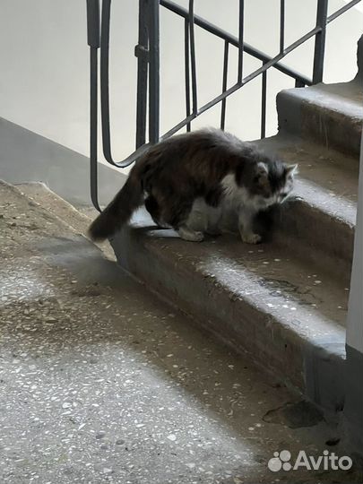 Кошки в добрые руки бесплатно. Найдена