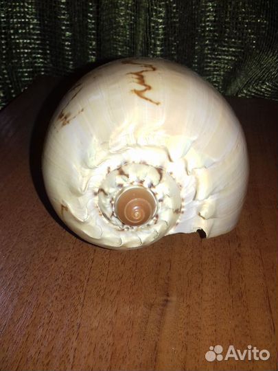 Большая морская раковина