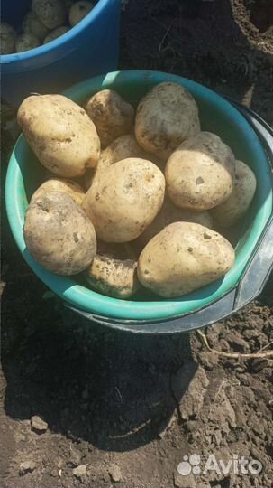 Продам картофель