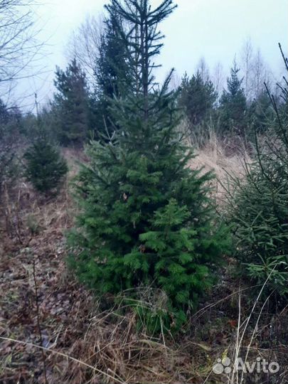 Пихта Сибирская