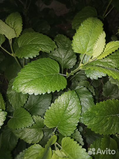 Мята свежая