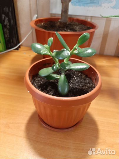 Толстянка (Денежное дерево)