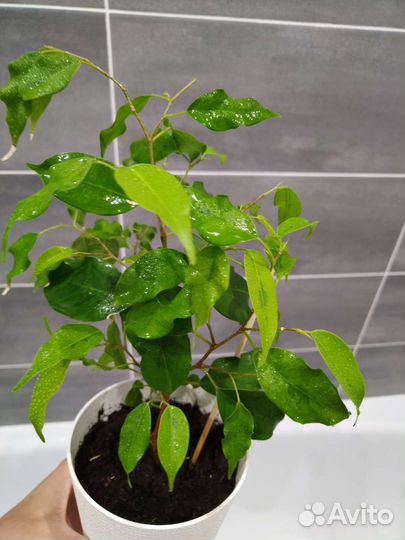 Фикус Голден моник