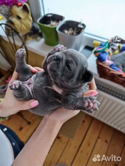 Голубой бульдог