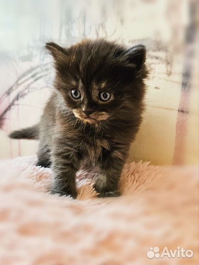 Шотландская прямоухая кошка