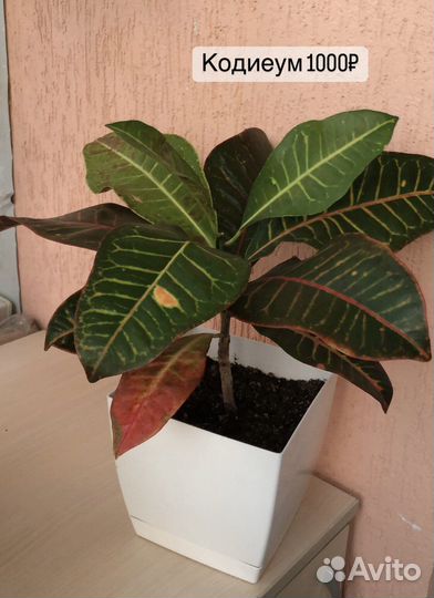 Фикус, кодиеум