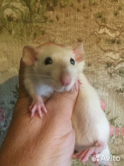 Кудрявые и гладкие сиамские крысята