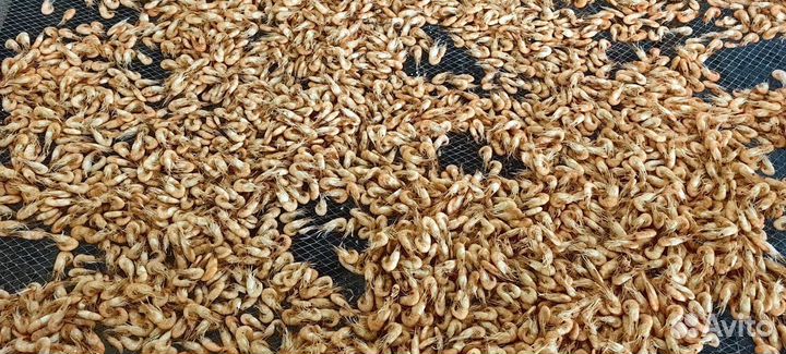 Креветка Азовская оптом и в розницу