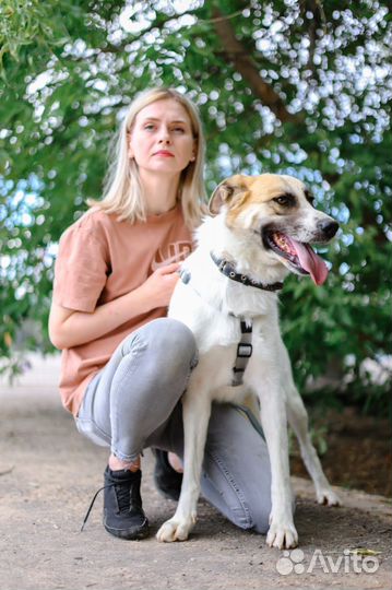 Идеальная собака для семьи