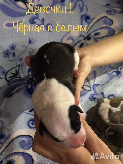 Щенки стаффа
