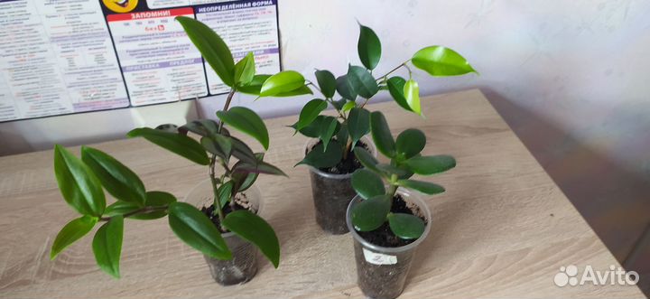 Набор комнатных цветов