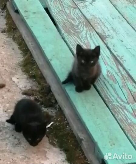 Бездомные котодетки)