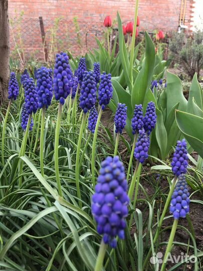 Луковицы мускариков