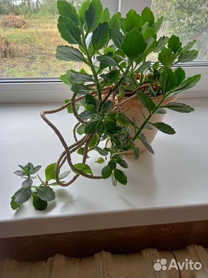 Каланхоэ и лимонник