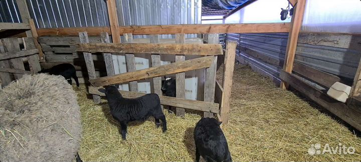 Овцы и ягнята романовской породы