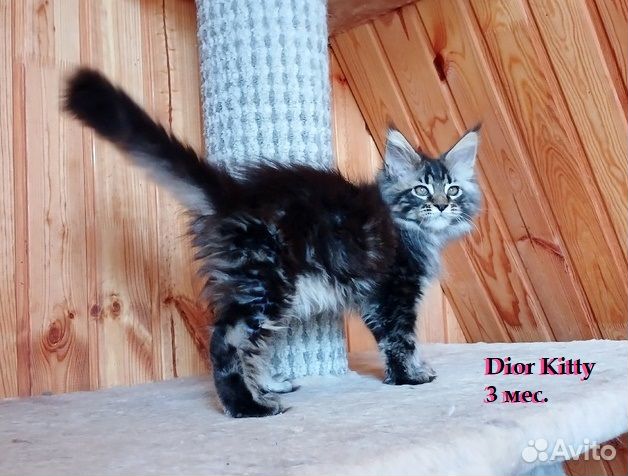 Черно-мраморная конфетка мейн-кун dior kitty объявление продам