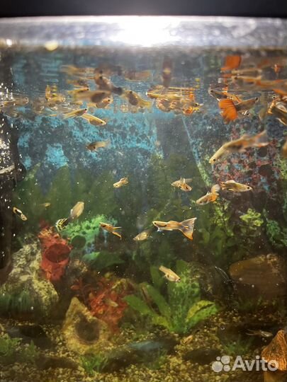 Аквариумные рыбки бесплатно