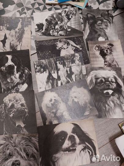 Открытки советские СССР чистые 1968-68 (собаки)