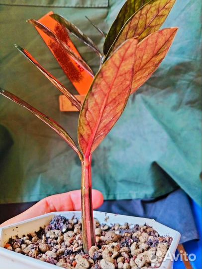 Замиокулькас вариегатный блек Пинк Оранж