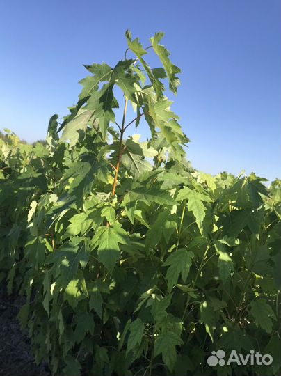 Клён сахаристый / серебристый опт