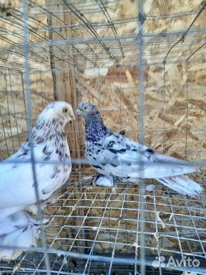 Бойные голуби