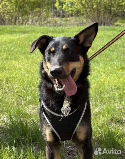 Красавец-пёс Ричард в поисках дома