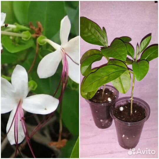 Клеродрендрумы