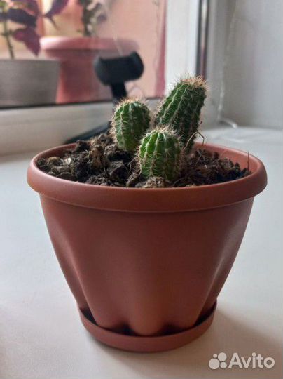 Три молодых кактуса