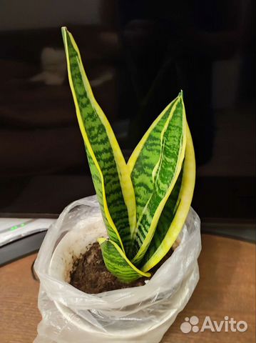 Сансевиерия