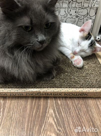 Передержка