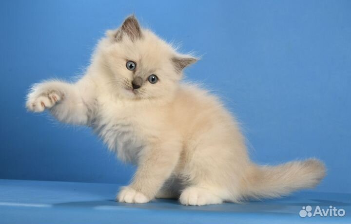 Котики Рэгдолл