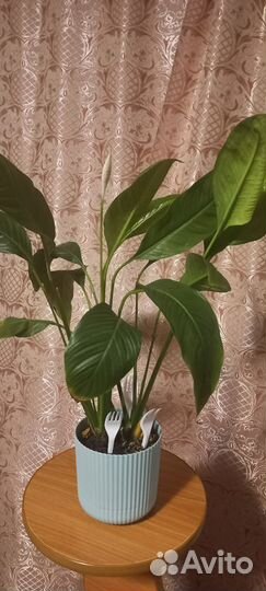 Спатифиллум