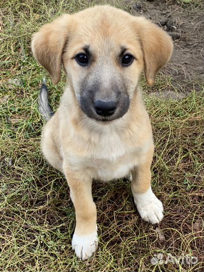 Щенки в добрые руки даром