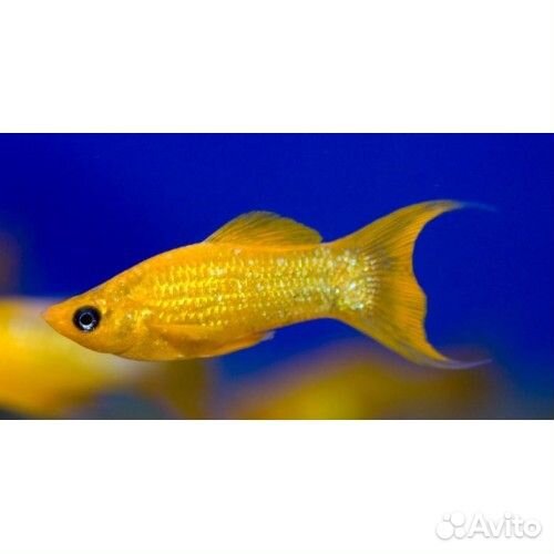 Моллинезия ассорти