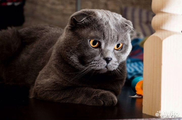 Вязка с вислоухим британским котом