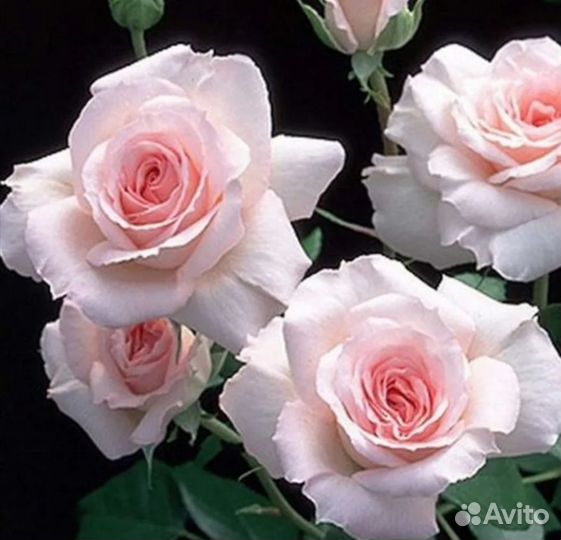 Саженцы роз Бременские музыканты