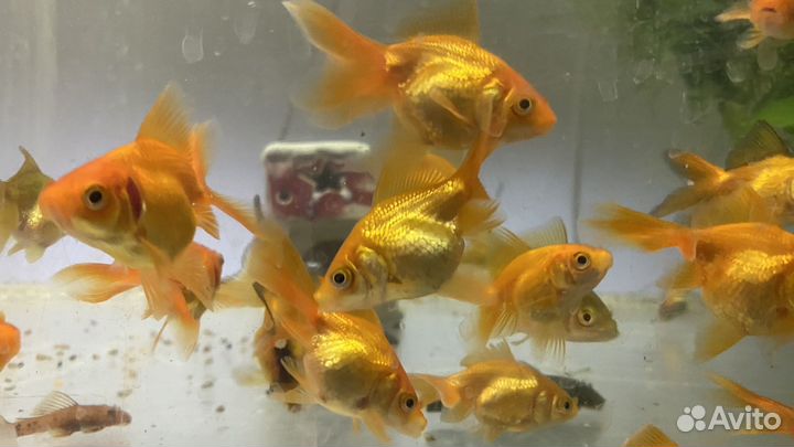 Аквариумные рыбки
