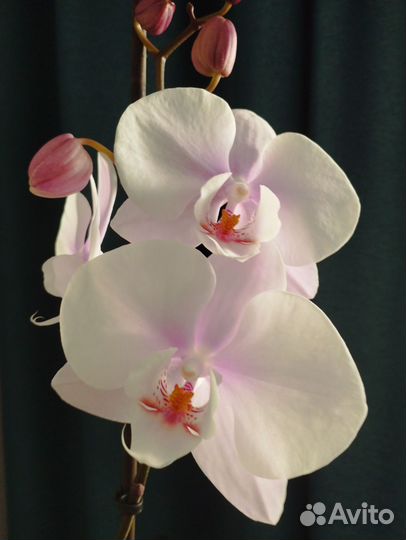 Орхидея фаленопсис