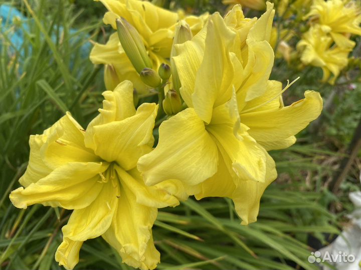 Лилейники сортовые