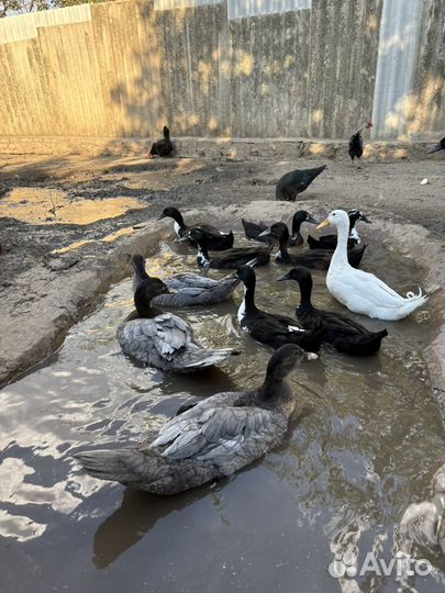 Индоутки тяжелой линии